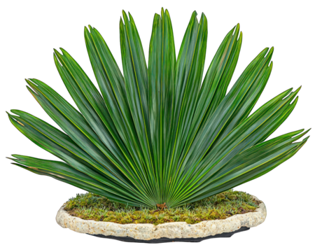 Fan-like green palm plant growing on mossy rock isolated on black background