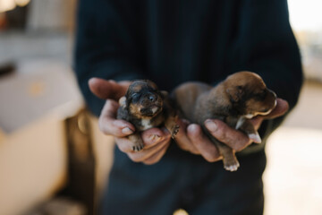Cute puppies being held by a person in a sunny outdoor setting