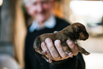 Elderly man holds small puppy in hand closeup