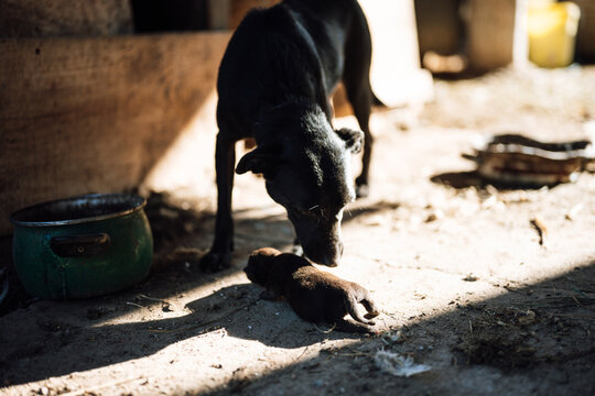 Black dog gently sniffing its newborn puppy in a barn