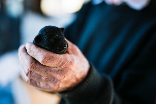 Cute black puppy being gently cradled in a person's hand