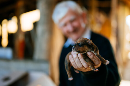 Elderly man holding a small brown puppy closeup