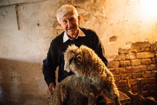 Elderly man holding a sheep in a rustic barn