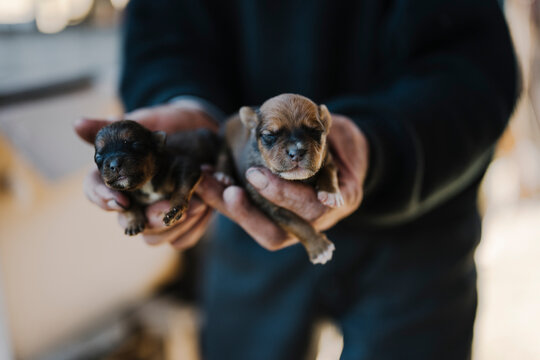 Two adorable puppies held in hands of a person