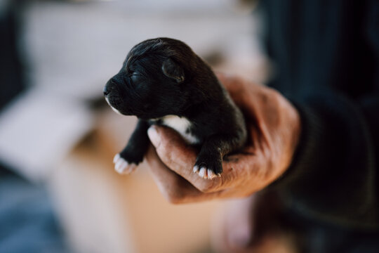 Small black puppy being gently held in a person's hand