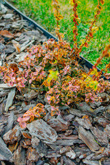 Fototapeta premium Colorful barberry shrub growing in garden mulch