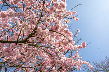 Blooming Japanese cherry tree (Prunus serrulata) with clusters of pastel pink flowers under bright daylight.