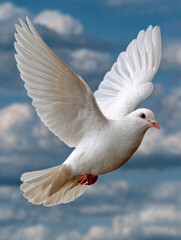 Obraz premium White dove flying against a cloudy blue sky