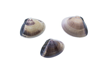 はまぐり, 切り抜き