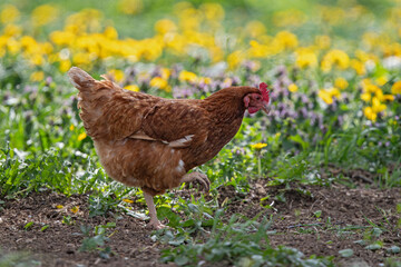 Domestic Hen (Gallus gallus domesticus) free-ranging foraging in yellow blooming Dandelion (Taraxacum officinale) meadow, Baden-Wuerttemberg, Germany