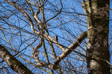 Two great spotted woodpeckers (Dendrocopos major) perched on bare branches of a birch tree, framed by a clear blue sky; vibrant winter woodland birdlife scene.