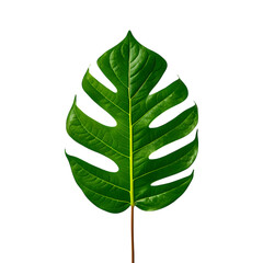Fresh tropical monstera leaf isolated on transparent background