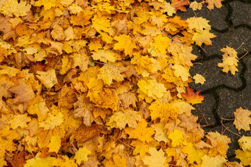 Autumn background with yellow maple leaves on the ground