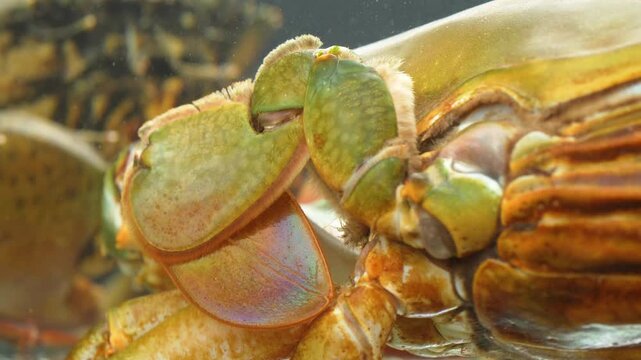 An extreme close-up (macro) shot of the swimming legs (paddles) of a live mud crab in an aquarium.