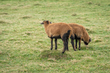 Two brown sheep grazing in a green pasture, captured from behind in a peaceful rural landscape.