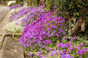 Carpet of blooming aubrieta flowers cascading beside a road in a peaceful neighborhood. © Anna