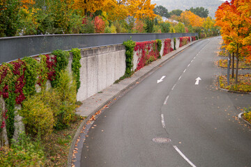 City wall covered with colorful autumn ivy along the road
