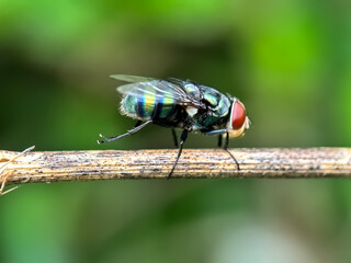Green fly perched on a wooden branch, oriental latrine fly (Chrysomya megacephala)