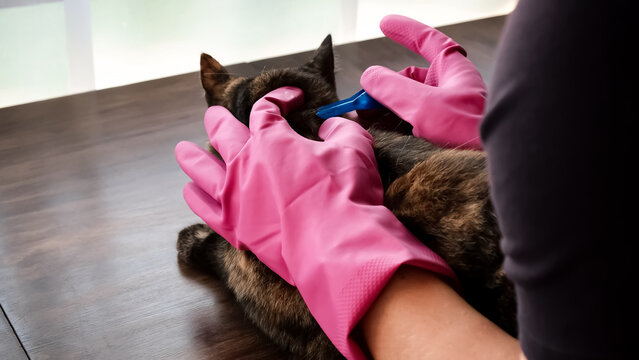Vet doctor holds cat applying drops at withers, medicine from parasites, ticks, worms and fleas. Blister from parasites for animals. Hands in gloves. Pet treated with parasite remedy protection.