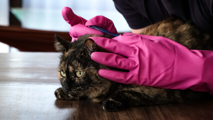 Vet doctor holds cat applying drops at withers, medicine from parasites, ticks, worms and fleas. Blister from parasites for animals. Hands in gloves. Pet treated with parasite remedy protection.