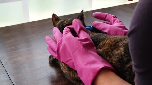 Vet doctor holds cat applying drops at withers, medicine from parasites, ticks, worms and fleas. Blister from parasites for animals. Hands in gloves. Pet treated with parasite remedy protection. 4K.