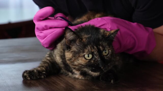 Vet doctor holds cat applying drops at withers, medicine from parasites, ticks, worms and fleas. Blister from parasites for animals. Hands in gloves. Pet treated with parasite remedy protection. 4K.