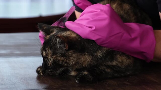 Vet doctor holds cat applying drops at withers, medicine from parasites, ticks, worms and fleas. Blister from parasites for animals. Hands in gloves. Pet treated with parasite remedy protection. 4K.