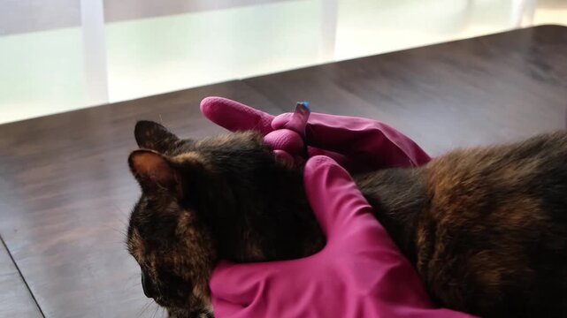 Vet doctor holds cat applying drops at withers, medicine from parasites, ticks, worms and fleas. Blister from parasites for animals. Hands in gloves. Pet treated with parasite remedy protection. 4K.