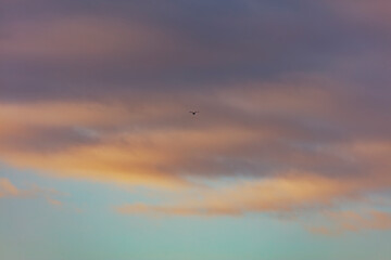 bird flying and sunset sky 
