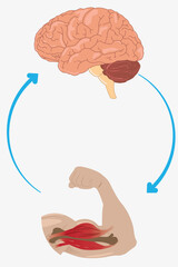 Nervous system control of muscle movement shown between brain and bicep. eps 10