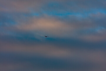 bird flying and sunset sky 
