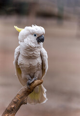 The sulphur-crested cockatoo is a relatively large white cockatoo found in wooded habitats in Australia, New Guinea, and some of the islands of Indonesia. 