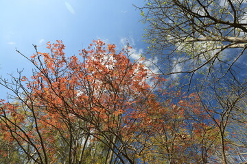 Fototapeta premium Looking up at autumn trees.