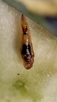 Syrphidae. Los s&iacute;rfidos. Una larva de la mosca de las flores. 