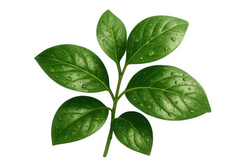Fototapeta premium Fresh green basil leaves with clear water drops forming dew on transparent background, symbolizing nature and vitality