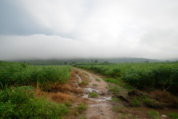 A dirt road through a cassava field after a rainstorm.