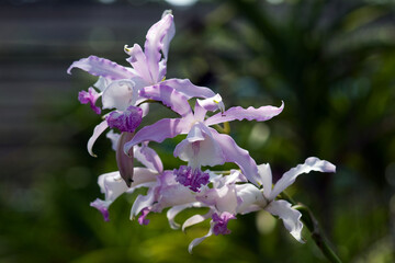 Beautiful blooming orchids in nature light.