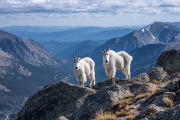 Two mountain goats standing on rocky mountain ridge