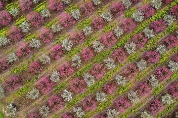 Aerial view of a vibrant orchard bursts with life as rows of trees alternate between pink blossoms and pale foliage, Ramiyan, Golestan Province, Iran.
