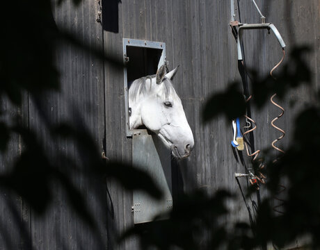 Hauspferd - Horse - Equus ferus caballus