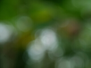 Natural blurred background. bokeh dark  green foliage shrubs and trees. Macro lens
