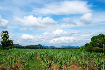Wide-angle view of a sugarcane field in the midst of beautiful nature.