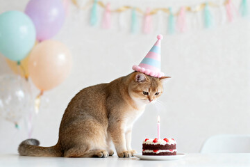 Funny Cat Birthday Portrait with Decorated Cake and Candle, Playful Feline Wearing Hat, Colorful Balloons and Confetti in Blurred Background, Perfect for Pet Lovers