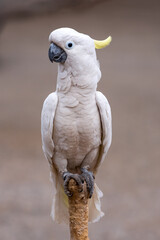 The sulphur-crested cockatoo is a relatively large white cockatoo found in wooded habitats in Australia, New Guinea, and some of the islands of Indonesia. 