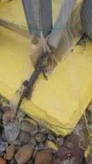 Asian water monitor (Varanus salvator) caught in a net. They are semi aquatic reptiles that can be...