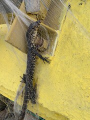 Asian water monitor (Varanus salvator) caught in a net. They are semi aquatic reptiles that can be...