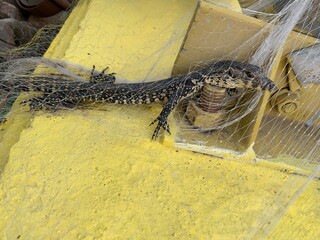 Asian water monitor (Varanus salvator) caught in a net. They are semi aquatic reptiles that can be found in variety of rivers habitats, swamps, and urban canals.