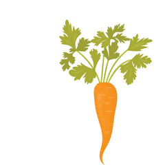 Single Orange Carrot With Green Leafy Tops Isolated on Transparent Background Vibrant Healthy Root Vegetable Organic Produce