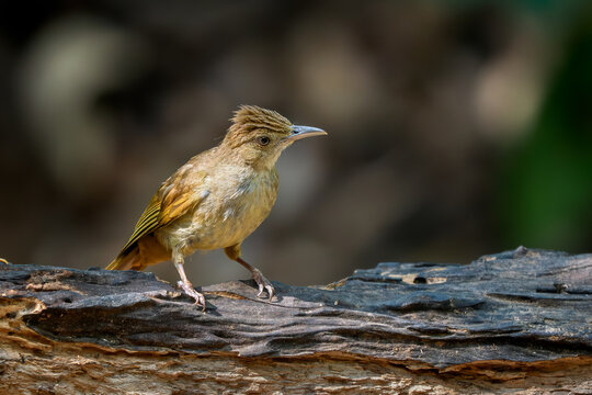 Puff-throated Bulbul - Alophoixus pallidus, beautiful small perching bird native to the tropical forests of Southeast Asia, Vietnam.