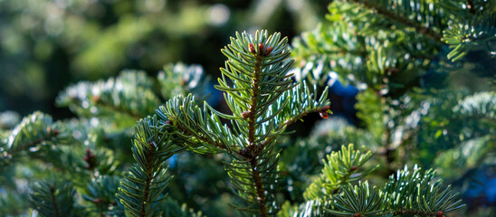Close view of fresh fir tree branches glowing within soft sunlight, showing vivid green needles and the calm winter mood